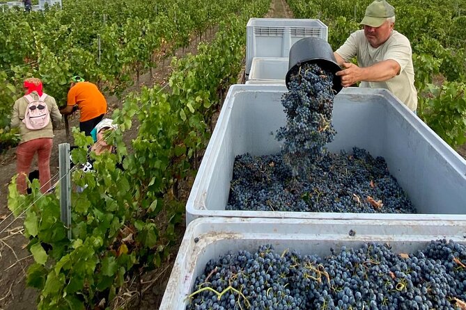 1 Day: Wine tasting tour to Milesti Mici and Cricova cellar from Moldova - Key highlights worth your attention