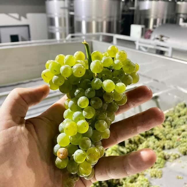 Moldova: Wine Tour to Mileștii Mici Cellar with Tasting - Who Should Book This Tour, and Who Might Want Something Else